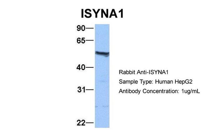 ISYNA1 Antibody in Western Blot (WB)