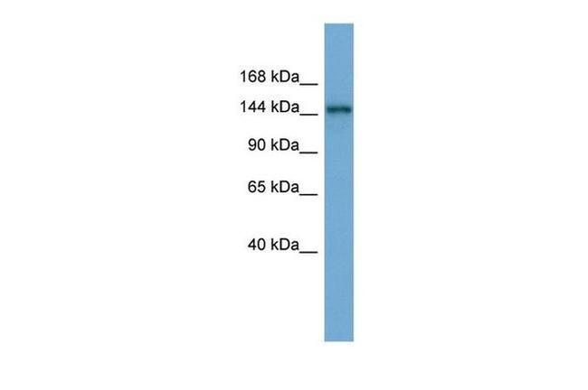 TEX14 Antibody in Western Blot (WB)