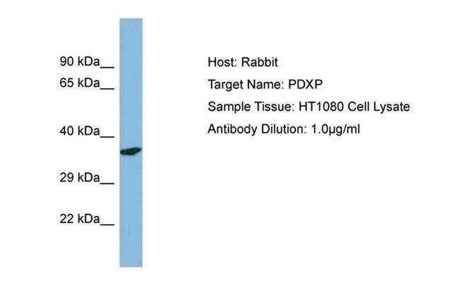 PDXP Antibody in Western Blot (WB)