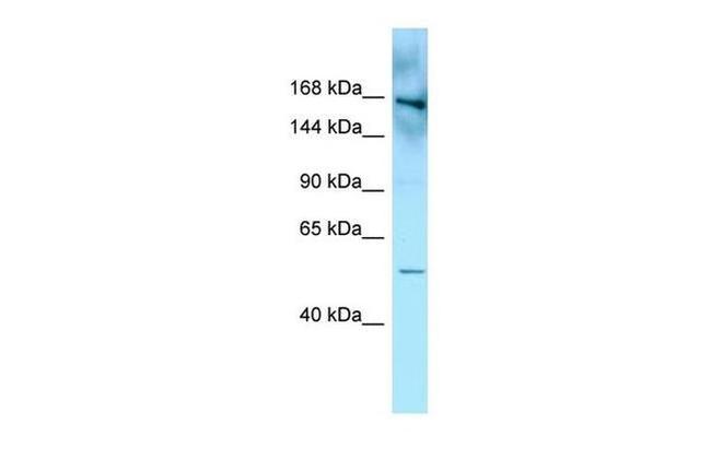 FYCO1 Antibody in Western Blot (WB)