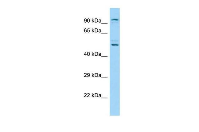 KDM1B Antibody in Western Blot (WB)