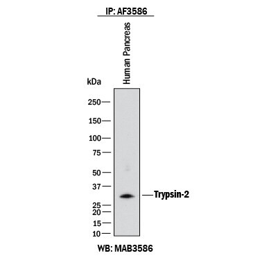 Trypsin Pan Antibody in Immunoprecipitation (IP)