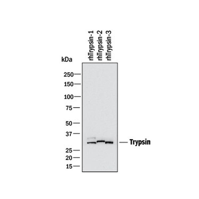 Trypsin Pan Antibody in Western Blot (WB)