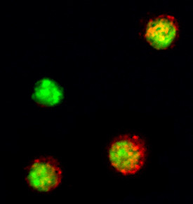 IL-21 Antibody in Immunocytochemistry (ICC/IF)