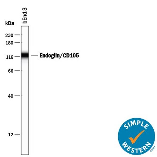 CD105 Antibody in Western Blot (WB)