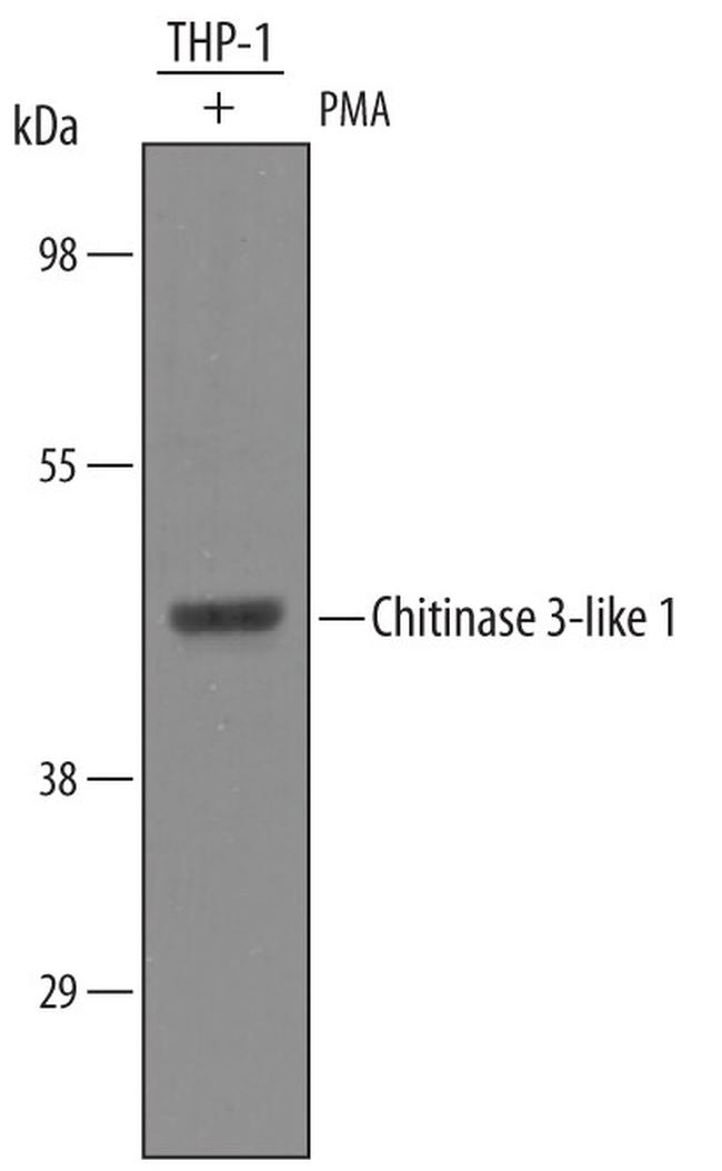 CHI3L1 Antibody in Western Blot (WB)