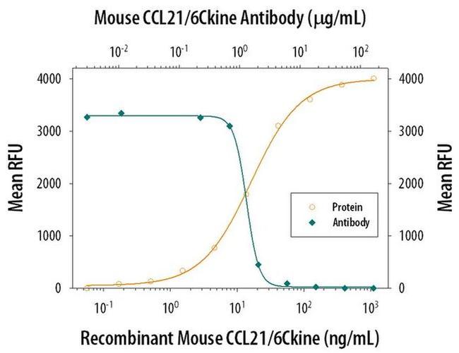 CCL21 Antibody