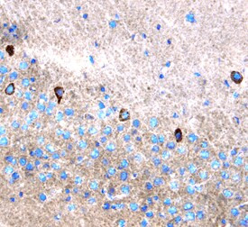 Leptin Antibody in Immunohistochemistry (Frozen) (IHC (F))