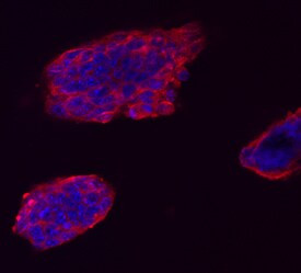 VISTA Antibody in Immunocytochemistry (ICC/IF)