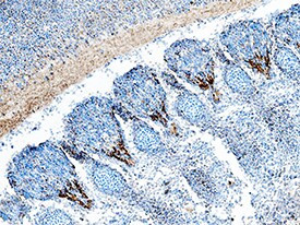 RAE1 gamma Antibody in Immunohistochemistry (Frozen) (IHC (F))