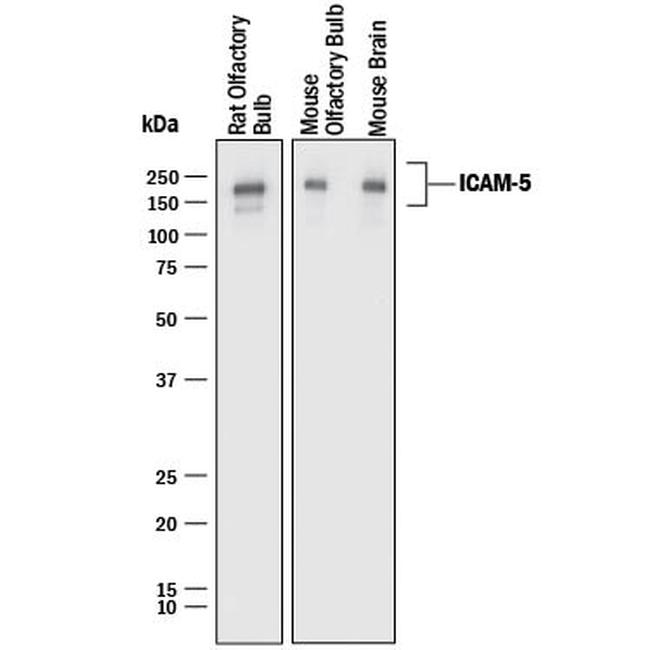 ICAM-5 Antibody in Western Blot (WB)