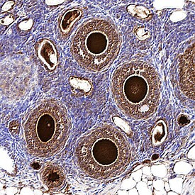 Stella Antibody in Immunohistochemistry (Frozen) (IHC (F))