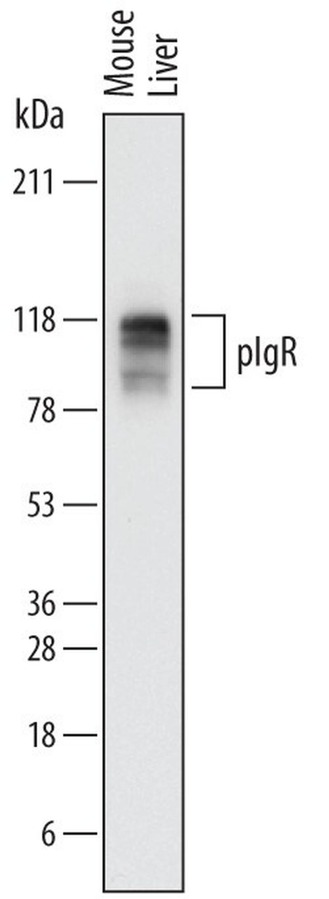 PIGR Antibody in Western Blot (WB)
