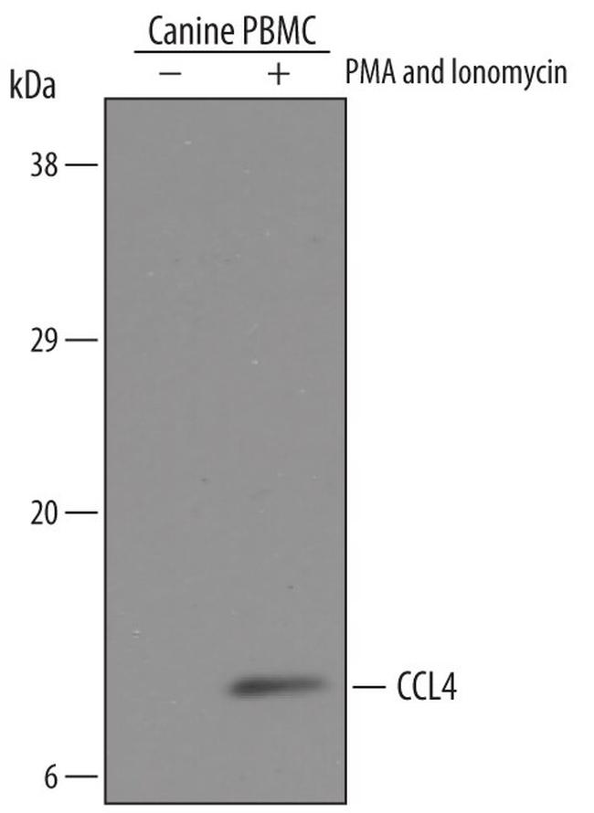 CCL4 Antibody in Western Blot (WB)