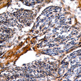 FRZB Antibody in Immunohistochemistry (Frozen) (IHC (F))