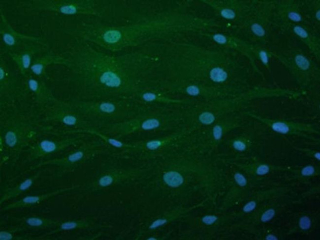 NUP85 Antibody in Immunocytochemistry (ICC/IF)