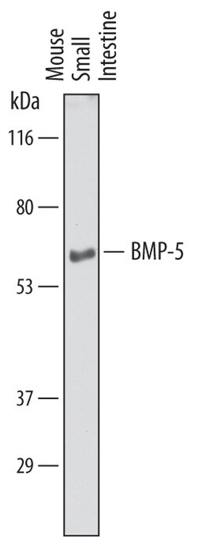 BMP-5 Antibody in Western Blot (WB)