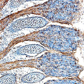 FGF15 Antibody in Immunohistochemistry (Frozen) (IHC (F))