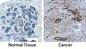 Cathepsin Z Antibody in Immunohistochemistry (Paraffin) (IHC (P))