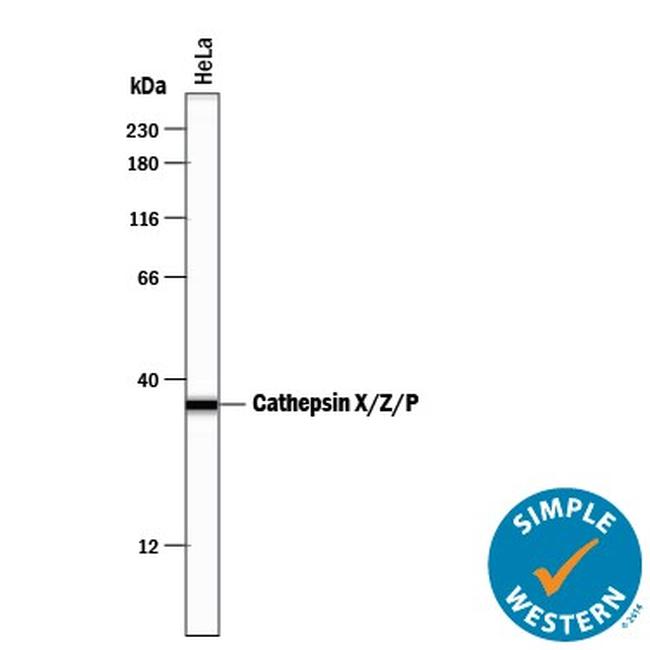 Cathepsin Z Antibody in Western Blot (WB)