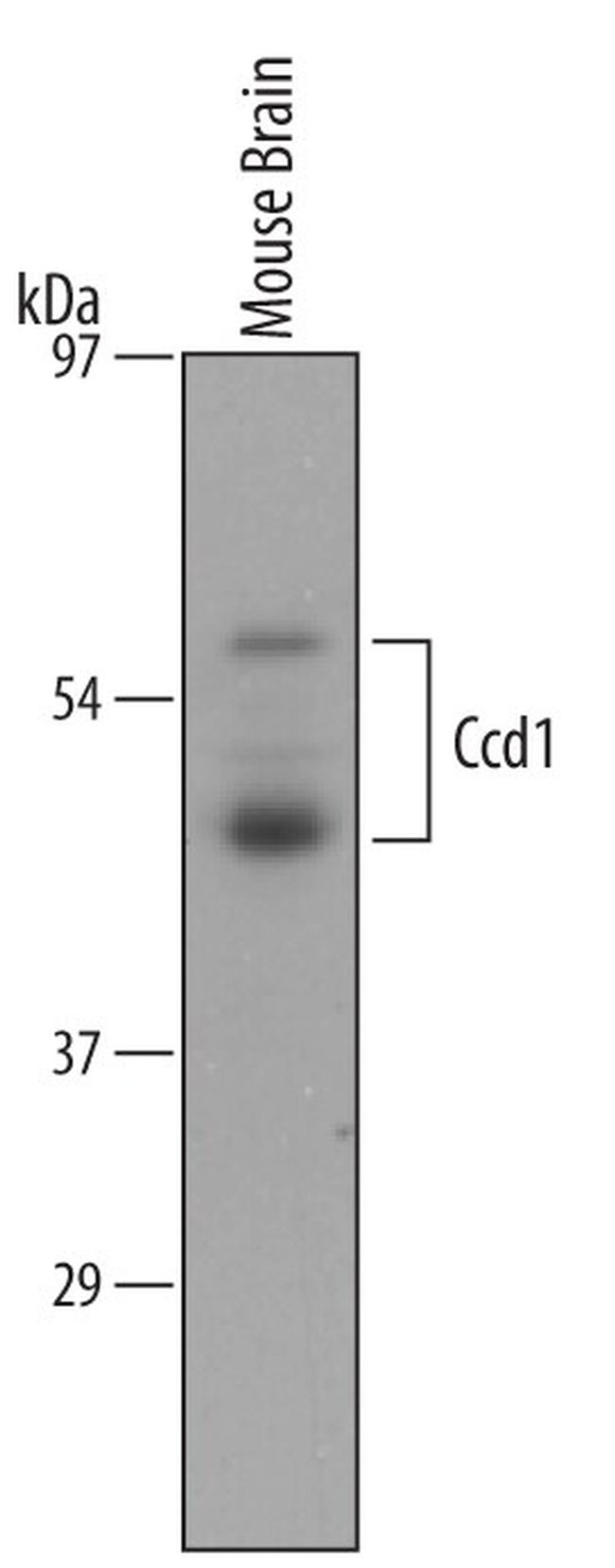 DIXDC1 Antibody in Western Blot (WB)