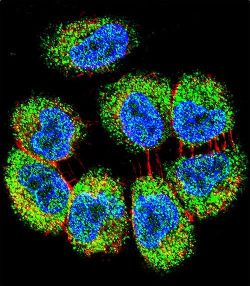 TRIM65 Antibody in Immunocytochemistry (ICC/IF)