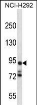 PCDHA7 Antibody in Western Blot (WB)