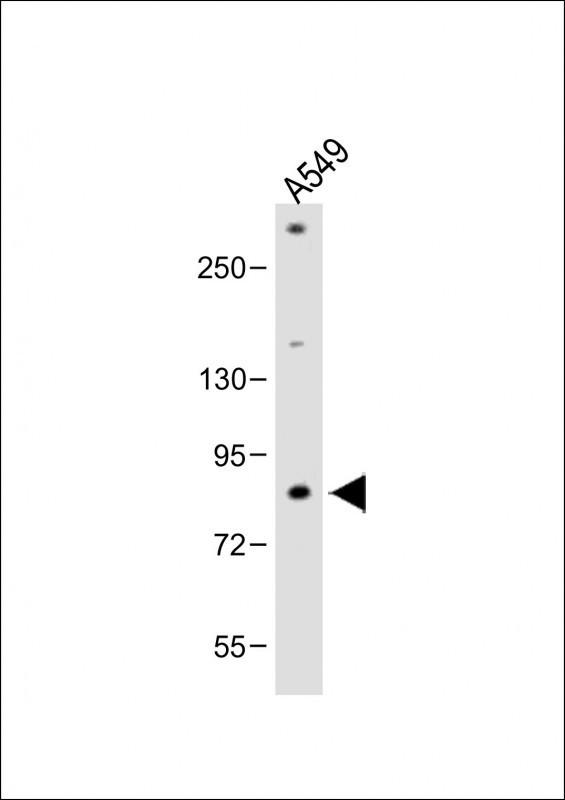 FBXL19 Antibody in Western Blot (WB)