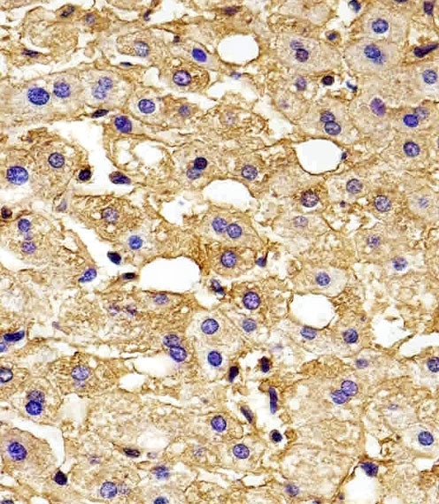 HBG2 Antibody in Immunohistochemistry (Paraffin) (IHC (P))