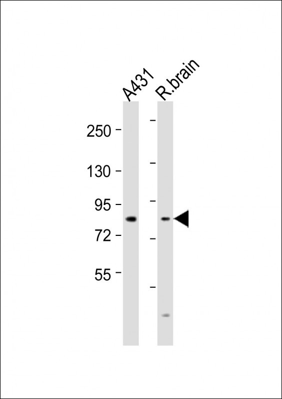 NGEF Antibody in Western Blot (WB)