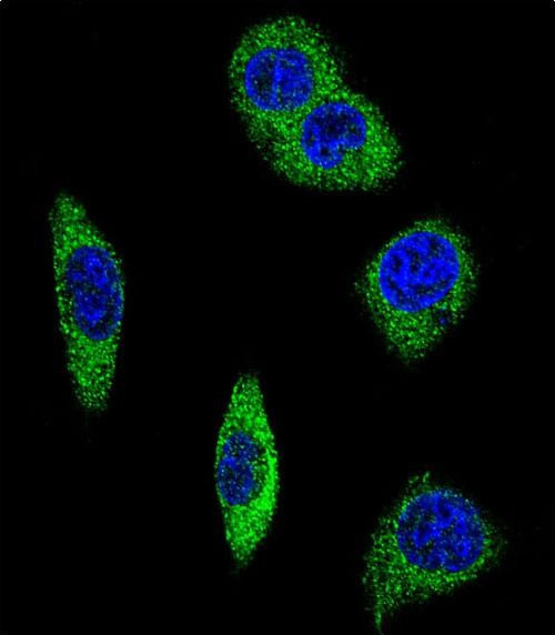 alpha-2b Adrenergic Receptor Antibody in Immunocytochemistry (ICC/IF)