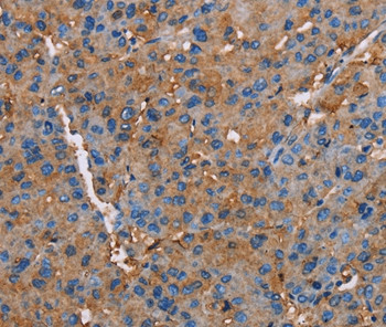 Neuroligin 1 Antibody in Immunohistochemistry (Paraffin) (IHC (P))