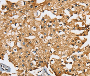 SEC14L2 Antibody in Immunohistochemistry (Paraffin) (IHC (P))