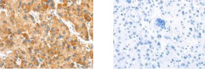 SLC8B1 Antibody in Immunohistochemistry (Paraffin) (IHC (P))