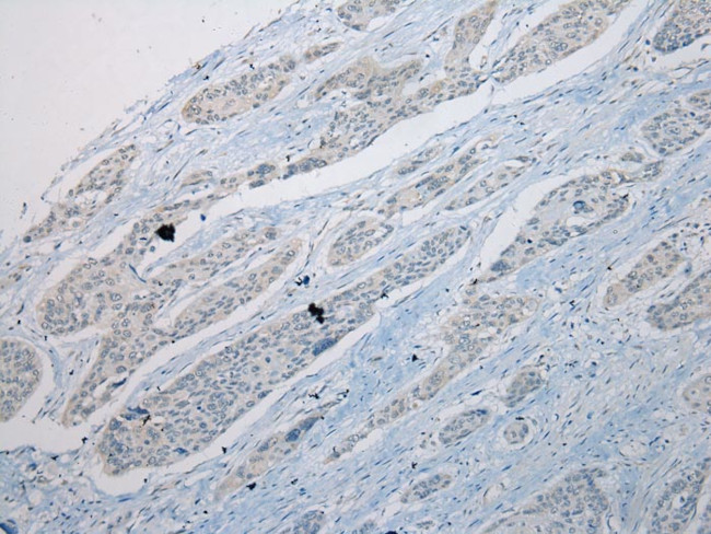 ICB-1 Antibody in Immunohistochemistry (Paraffin) (IHC (P))