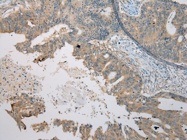 C4orf46 Antibody in Immunohistochemistry (Paraffin) (IHC (P))