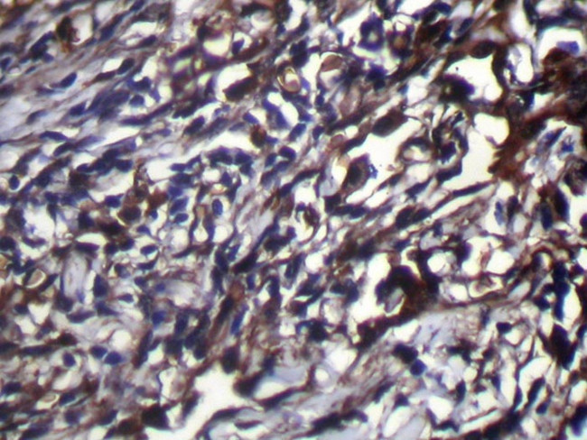 NUDT18 Antibody in Immunohistochemistry (Paraffin) (IHC (P))