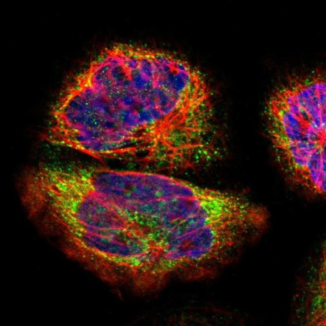 NSDHL Antibody in Immunocytochemistry (ICC/IF)