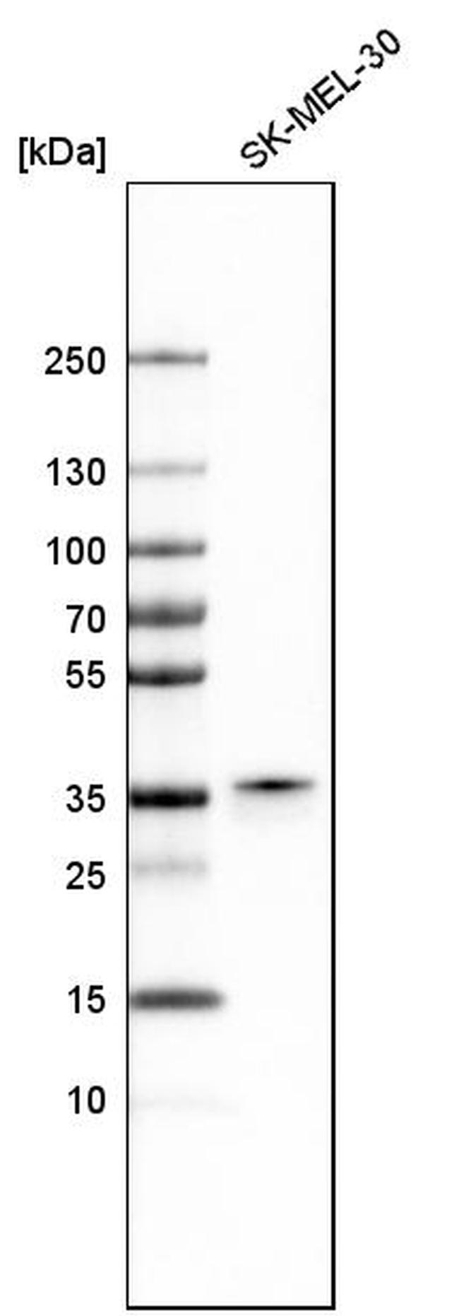 PIRIN Antibody in Western Blot (WB)