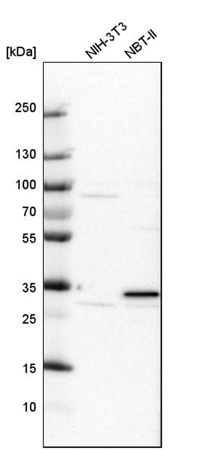 PIRIN Antibody in Western Blot (WB)