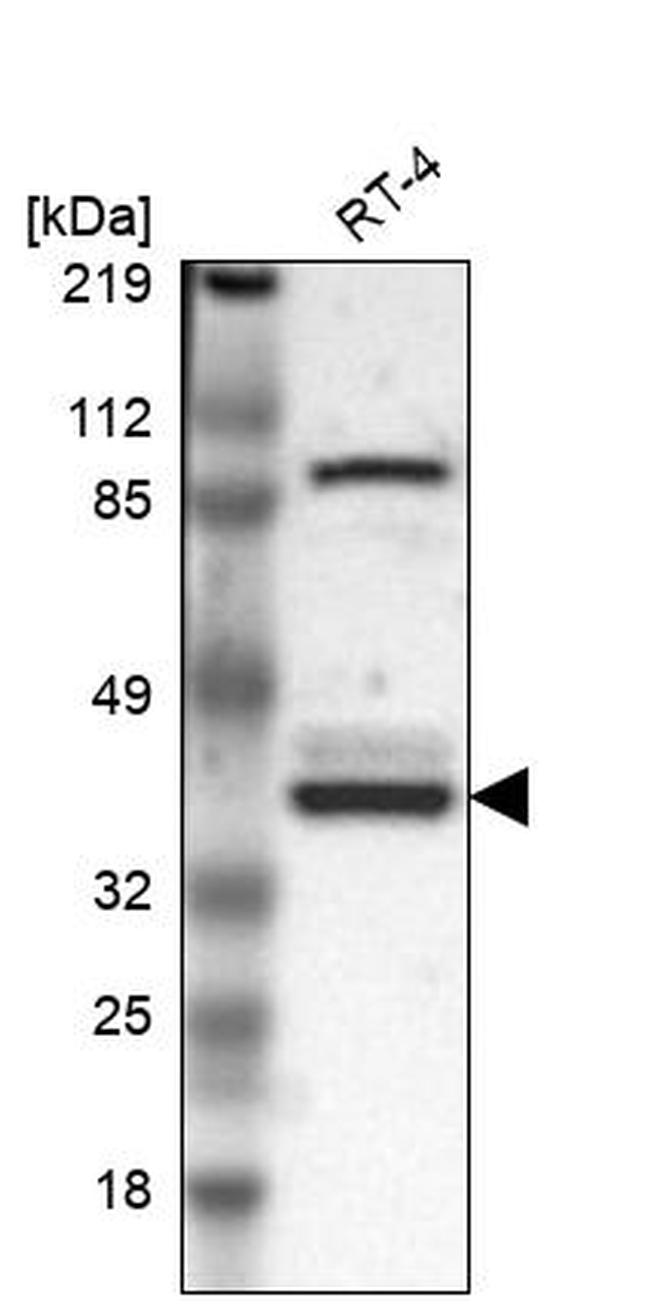 WDR89 Antibody in Western Blot (WB)