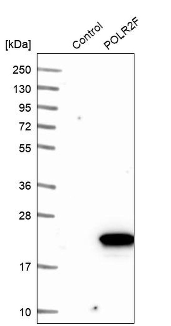 POLR2F Antibody in Western Blot (WB)