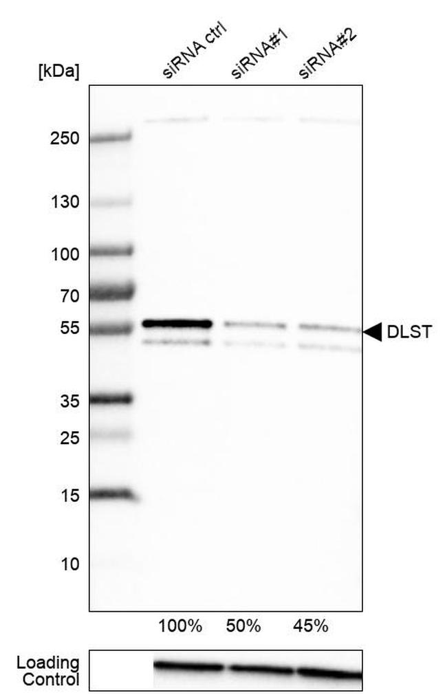 DLST Antibody in Western Blot (WB)