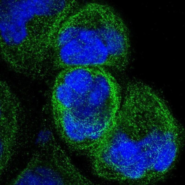 C14orf179 Antibody in Immunocytochemistry (ICC/IF)