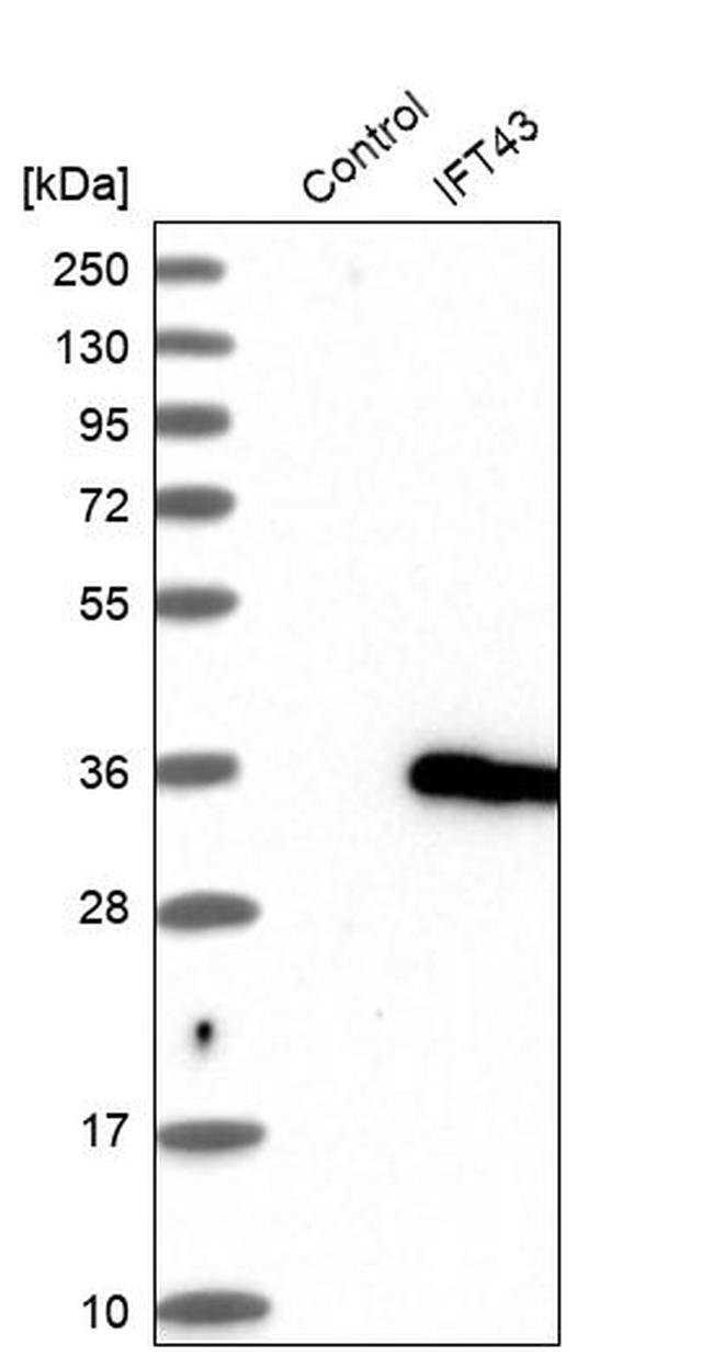 C14orf179 Antibody in Western Blot (WB)