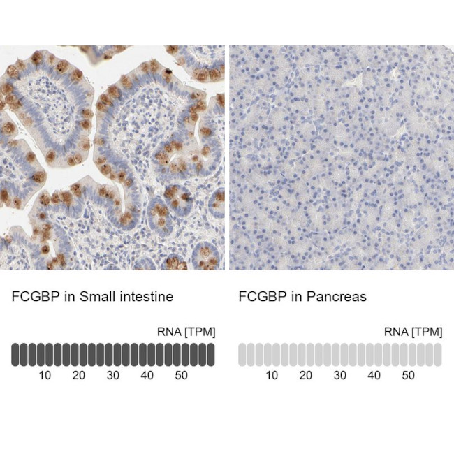 FCGBP Antibody in Immunohistochemistry (IHC)