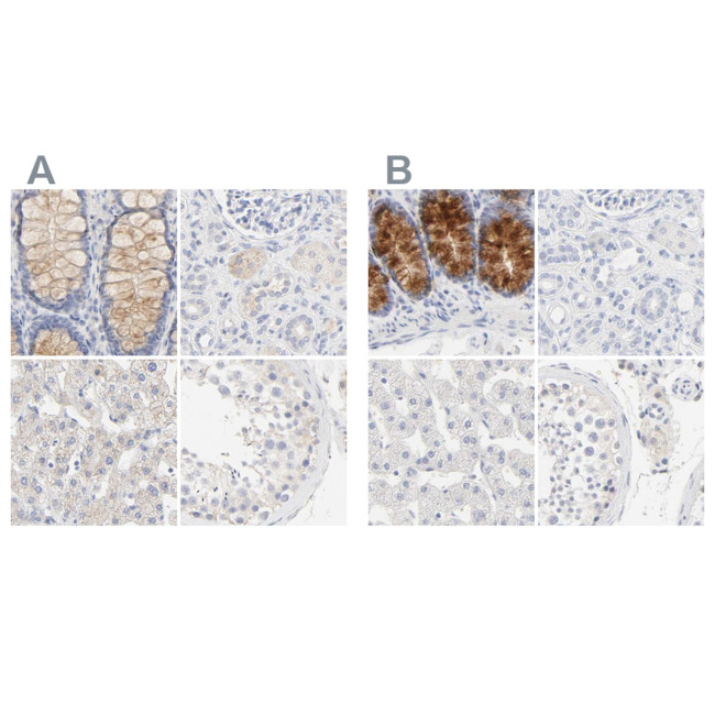 FCGBP Antibody in Immunohistochemistry (IHC)