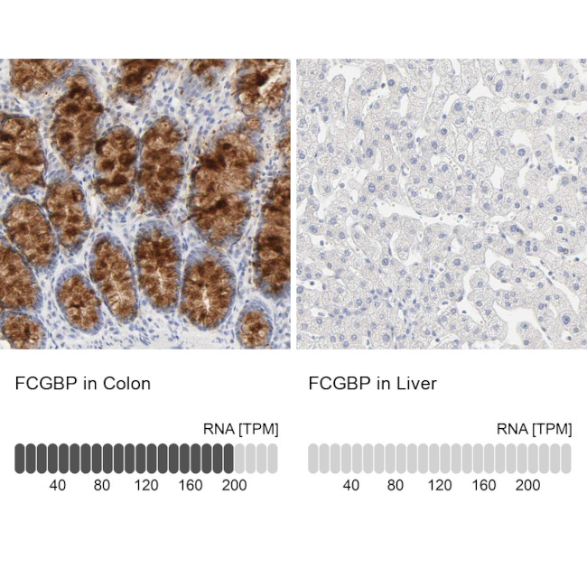 FCGBP Antibody in Immunohistochemistry (IHC)