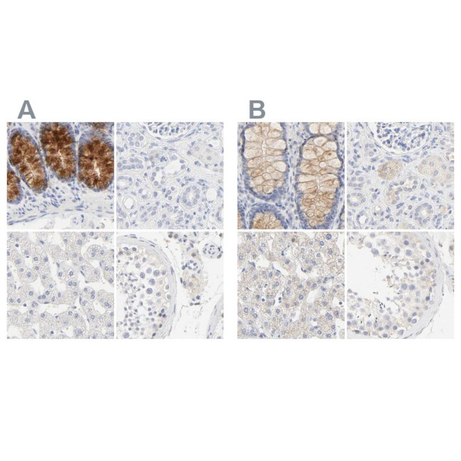 FCGBP Antibody in Immunohistochemistry (IHC)