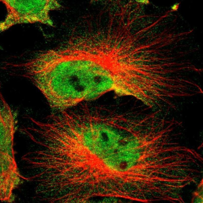 DAZAP1 Antibody in Immunocytochemistry (ICC/IF)